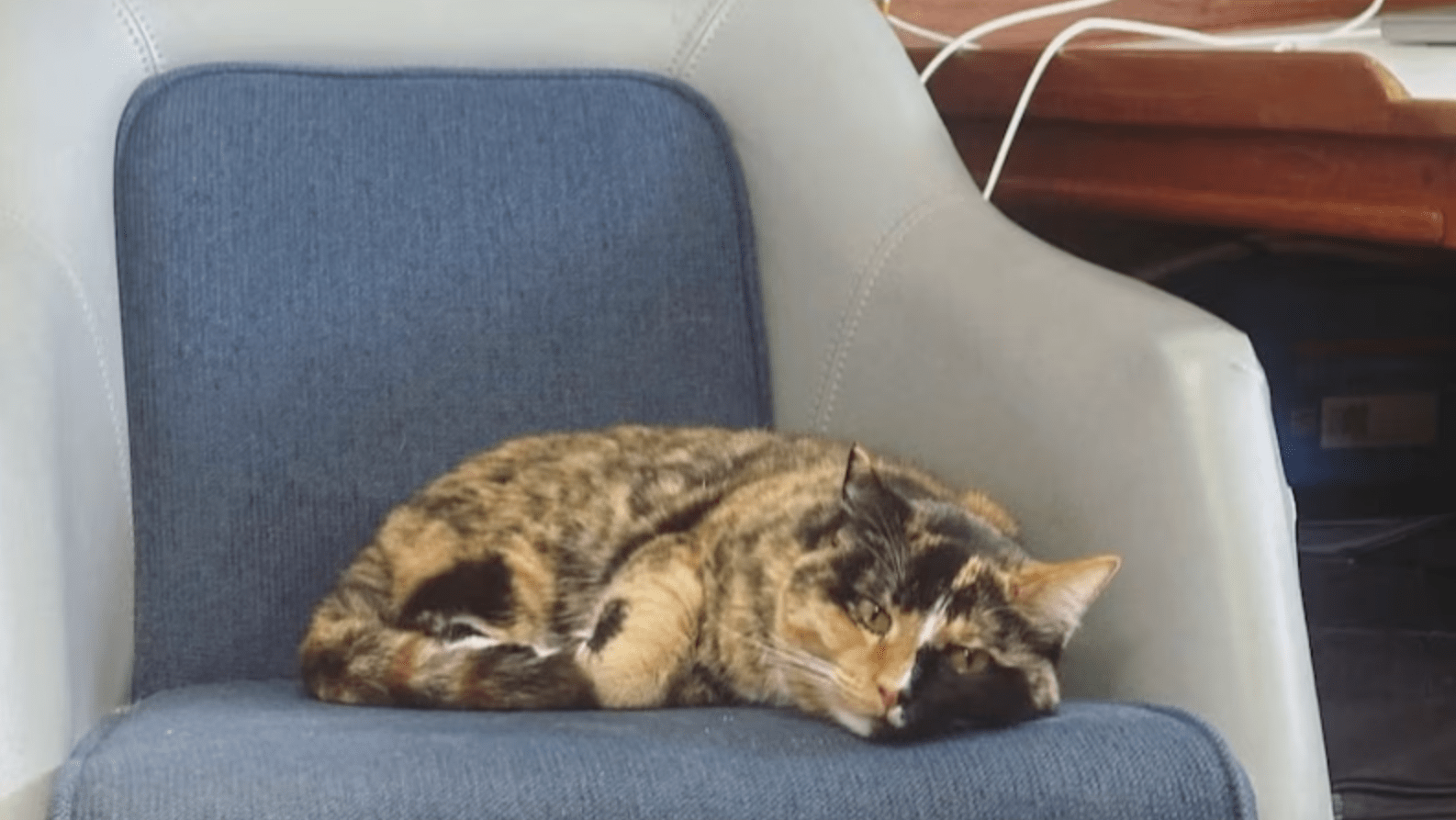 Oliver Widger's cat, Phoenix